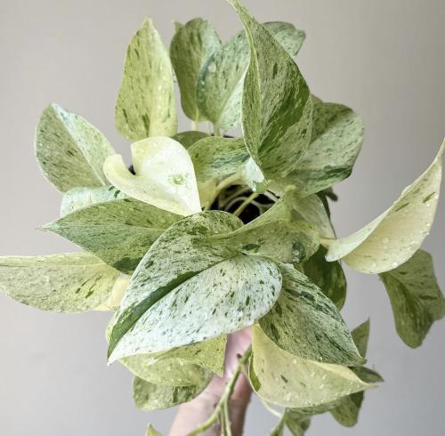 Epipremnum aureum Snow Queen - ابيبريمنيوم بوتس مل...