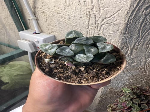 Haworthia maughanii – هاوورثيا موغاني