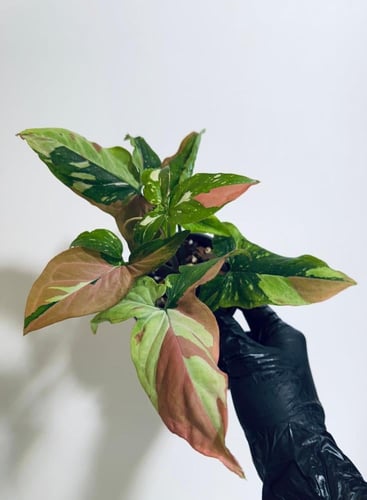 Syngonium Red Spot Tricolor- سينجونيوم ثلاثية الأل...