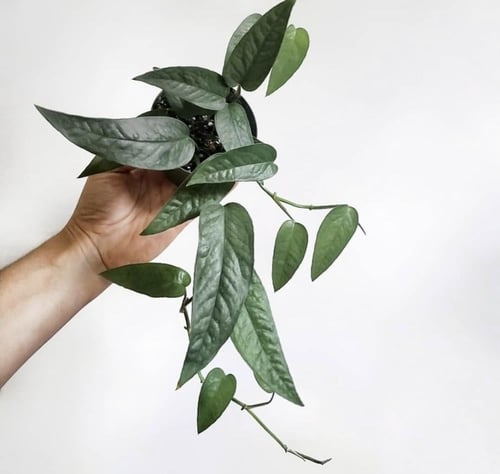 Epipremnum pinnatum 'Cebu Blue' - ابيبريمنيوم سيبو...