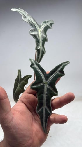 Alocasia Nobilis – ألوكاسيا نوبيلِس