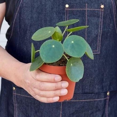 بيليا بيبيميورديس - Pilea peperomioides