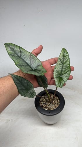 Alocasia Heterophylla ‘Metallic Blue’ – ألوكاسيا ه...