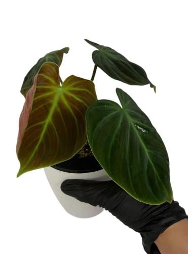 Philodendron El Choco Red - فيلوديندرون الشوكو الأ...