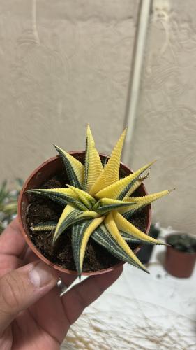 Haworthia limifolia variegata – هاوورثيا ليميفوليا...