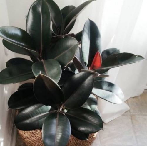 FICUS ELASTICA BURGUNDY - فيكس إيلاستيكا بورجندي