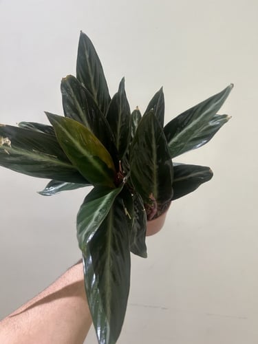 سترومانث سينقونيا سترايب ستار - Stromanthe sanguin...