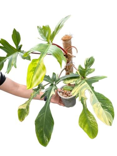 فيلوديندرون فلوريدا بيوتي - Philodendron Florida B...