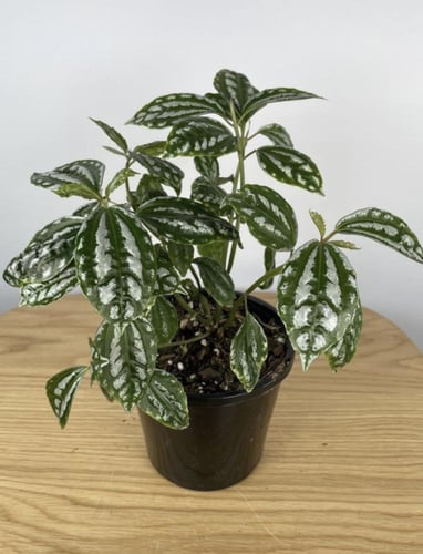 Pilea Cadierei - بيليا كادييري