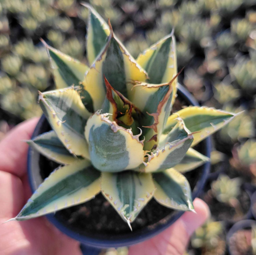 Agave titanota Sabertooth Tiger – أغاف تايتانوتا س...