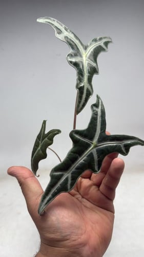 Alocasia Nobilis – ألوكاسيا نوبيلِس