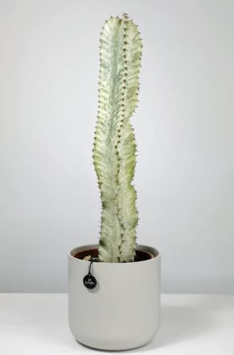 ‏Euphorbia Ammak Variegated