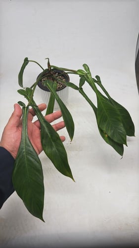 فيلوديندرون جويبي - Philodendron Joepii
