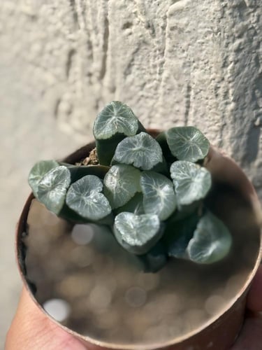 Haworthia maughanii – هاوورثيا موغاني