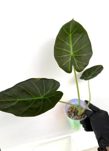 ألوكاسيا الدروع الملكية - alocasia regal shield