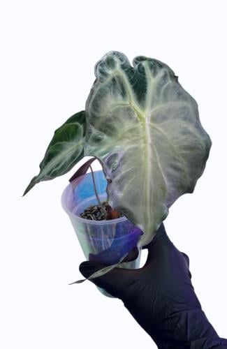 Alocasia Venom - ألوكاسيا فينوم