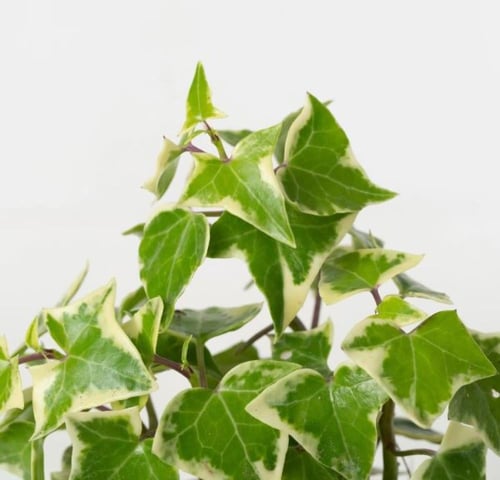 Senecio Macroglossus Variegata - سينيسيو ماكروجلوس...