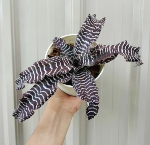 Cryptanthus zonatus -كريبتانثوس زوناتوس -