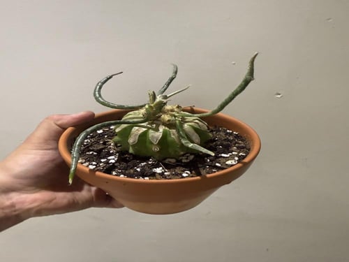 Astrophytum caput-medusae