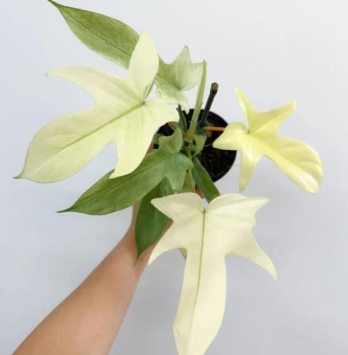 Philodendron Florida Ghost Mint - فيلوديندرون فلور...