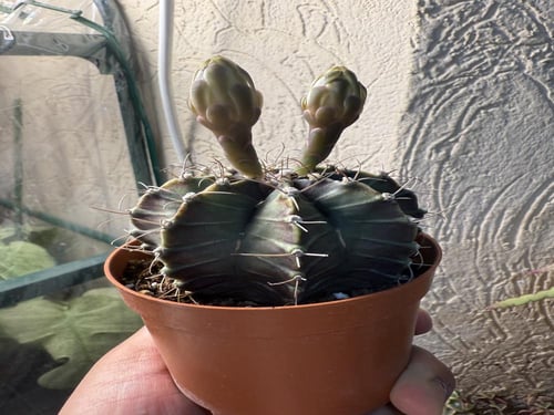 Gymnocalycium Mihanovichii Variegated - جيمنوكالسي...