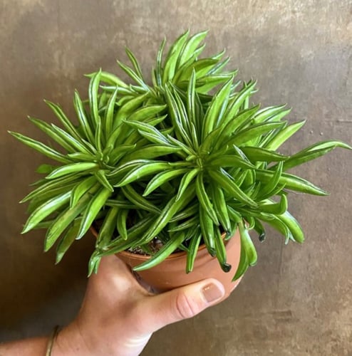 ببروميا فيريراي - Peperomia ferreyrae