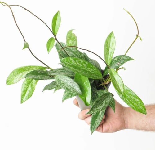 Hoya Pubicaly splash- هويا بوبيكاليكس "البقع الفضي...