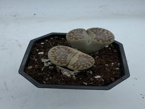 ليثوبس فولفيسيبس - Lithops fulviceps - Living Ston...