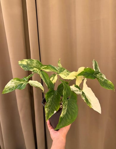 Syngonium Albo Variegated – سينقونيوم ألبو فرقيتد
