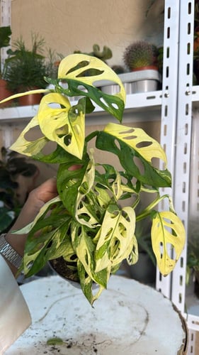 مونستيرا أدونسي ألبو فرقيتد - Monstera adansonii a...
