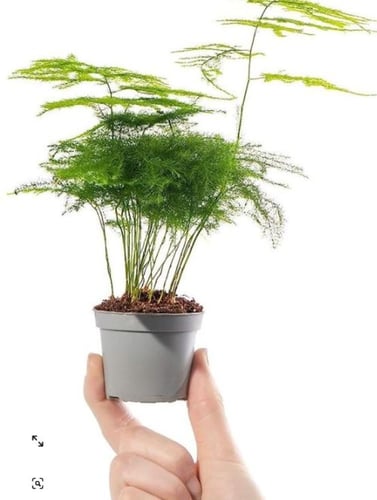 ‎‏Asparagus setaceus - اسبرجس سيتاسيوس