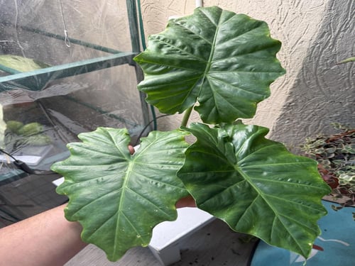 Alocasia Portodora - ألوكاسيا بورتودورا