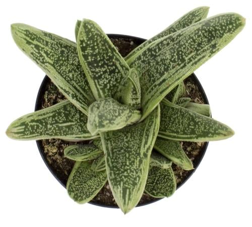 Gasteria Little Warty - غاستيريا ليتل ورتي
