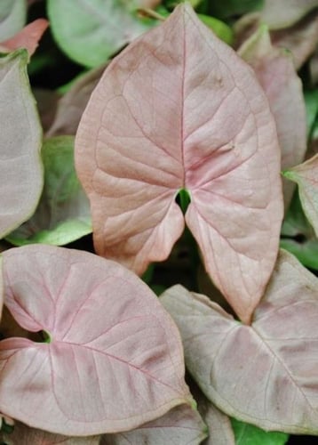 Syngonium red heart - سينجونيوم القلب الأحمر