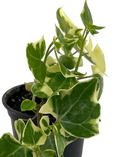 Senecio Macroglossus Variegata - سينيسيو ماكروجلوس...