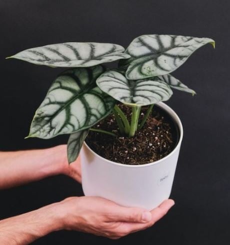 Alocasia Silver Dragon - ألوكاسيا سيلفر دراجون