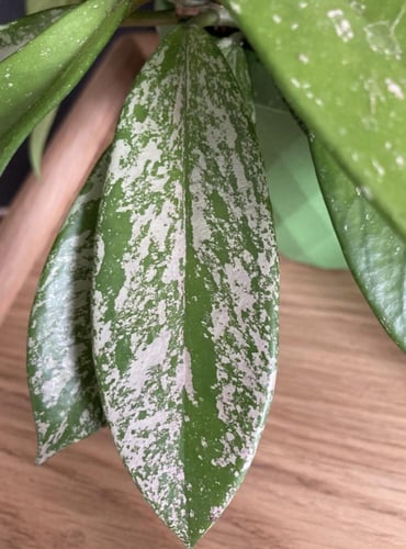 Hoya Pubicaly splash- هويا بوبيكاليكس "البقع الفضي...