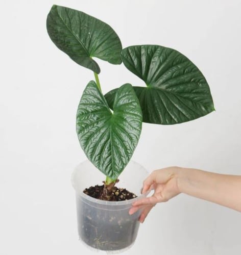 Alocasia Lukiwan - ألوكاسيا لوكيوان