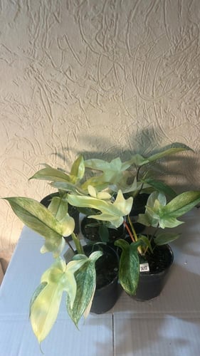 Philodendron Florida Ghost Mint - فيلوديندرون فلور...