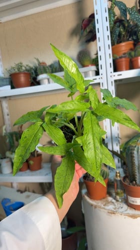 Syngonium Frog in a Blender - سينغونيوم فروغ إن آ...