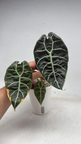 Alocasia Watsoniana Doff - ألوكاسيا واتسونيانا دوف