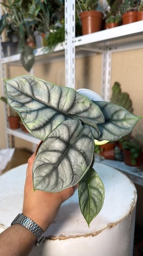 Alocasia Silver Dragon - ألوكاسيا سيلفر دراجون