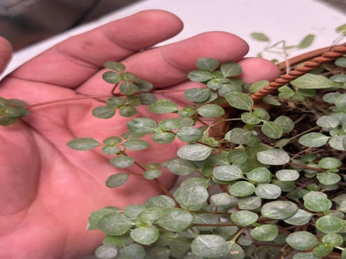 Pilea glaucophylla Greyzy - بيليا الجلوكوفيلا الرم...