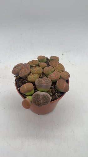 ليثوبس فولفيسيبس - Lithops fulviceps - Living Ston...