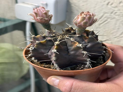 Gymnocalycium Mihanovichii Variegated - جيمنوكالسي...