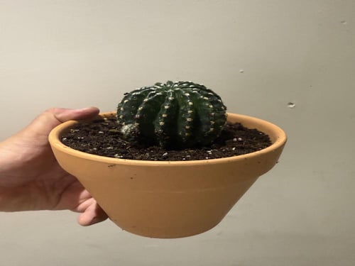 Echinopsis oxygona - إكينوبسيس أوكسجونا
