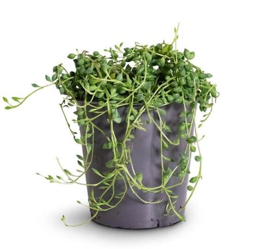 سينيسيو هيريانوس - Senecio herreianus