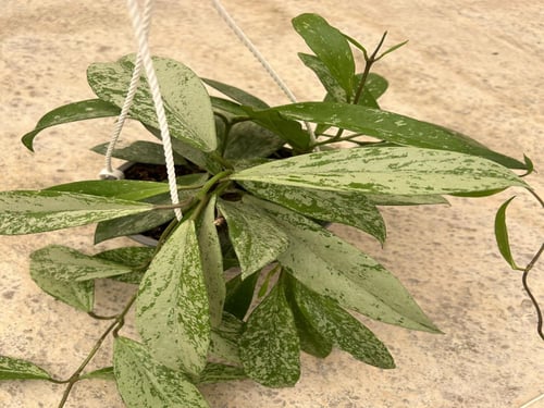 Hoya Pubicaly splash- هويا بوبيكاليكس "البقع الفضي...