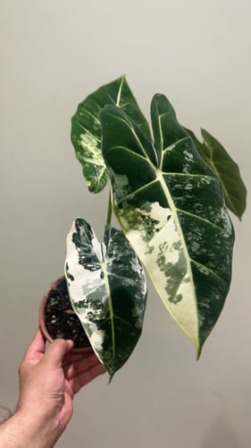 ألوكاسيا فريديك فرقيتد - Variegated Alocasia Fryde...