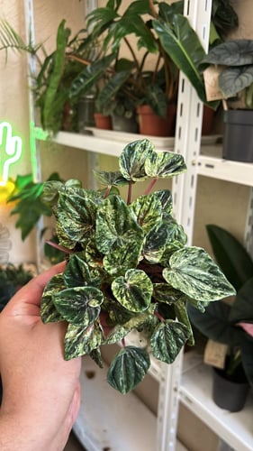 Peperomia Caperata Variegated - ببروميا كابيراتا ف...